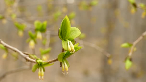 Όμορφο Φυτό Πράσινο Φύλλο Και Μπουμπούκι Αιωρείται Απαλό Αεράκι — Αρχείο Βίντεο