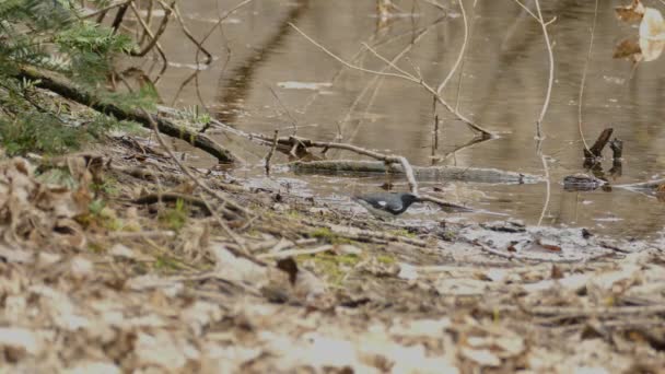 Black Throated Blue Warbler Searching Food Next River Bank Low — Stock Video
