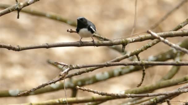 Curruca Azul Garganta Negra Posado Una Rama Árbol Canadá Tiro — Vídeo de stock