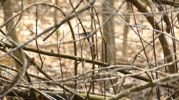 Warbler Azul Garganta Preta Empoleirado Galho Árvore Canadá Tiro Largo — Vídeo de Stock