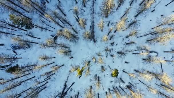 Вечно Зеленого Леса Высокими Деревьями Зимний Сезон — стоковое видео