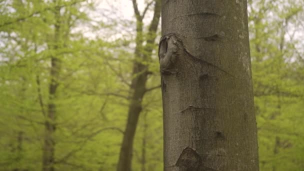 Close Shot Beech Tree Green Lush Forest — Video Stock