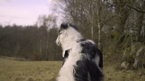 Guarding Hunting Dog Looking Out Field Dog Breed Russian Borzoi — Stock video