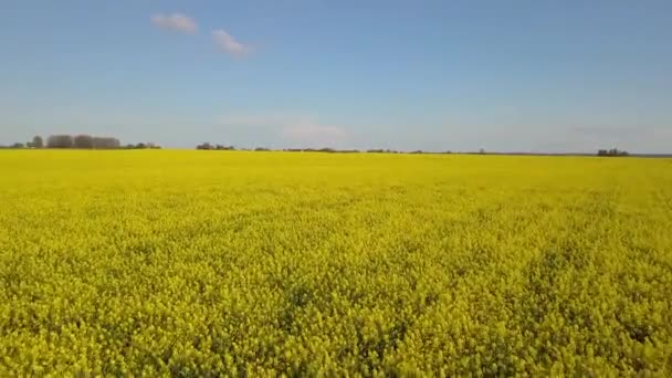 蓝色天空的黄色油菜田 区域4K — 图库视频影像