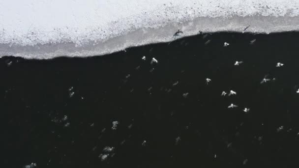 Σμήνη Πουλιών Πετούν Από Αρκτικό Τοπίο Του Νησιού Πουλιών Ανερχόμενη — Αρχείο Βίντεο