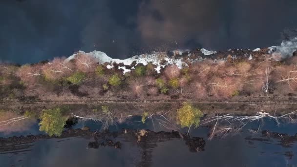 ボグランドエリアの植物や茂みの明確な反射 ワイドショット — ストック動画