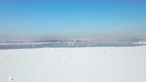 Uccelli Volanti Paesaggio Invernale Soleggiato Sotto Cielo Blu Birds Island — Video Stock