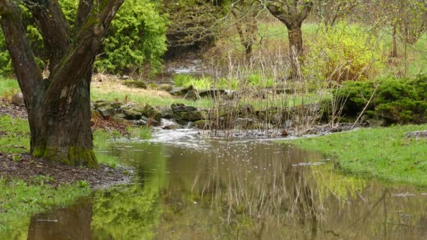 Зеленый Лес Небольшой Рекой Текучей Водой Красивый Зеленый Вид Природу — стоковое видео