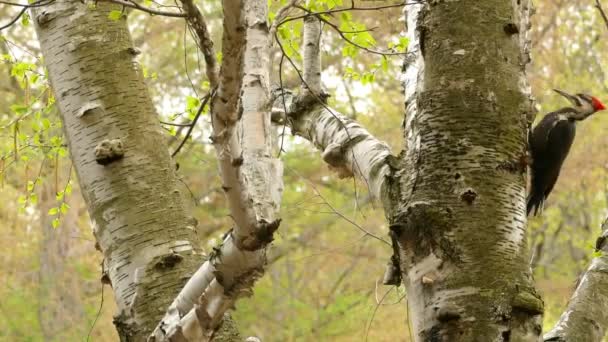 Dzięcioł Ozdobny Znajduje Się Wielu Parkach Narodowych Dzięcioł Dziobający Drzewo — Wideo stockowe