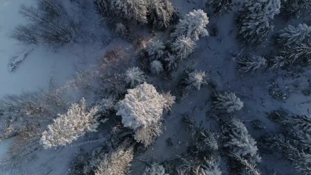 Drzewa Pokryte Śniegiem Drzewa Sosnowe Zakopanem Południowej Polsce Antena — Wideo stockowe