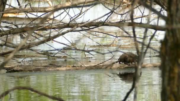 Beaver Filhote Caminha Tronco Área Represada Fauna Canadense Habitat Mamona — Vídeo de Stock