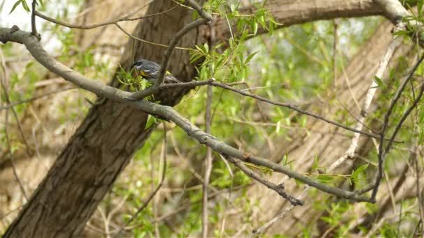 Gelber Rumpelsänger Setophaga Coronata Auf Einem Ast Den Kanadischen Wäldern — Stockvideo