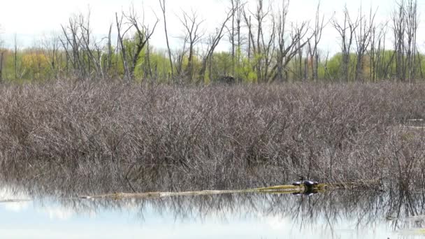 Hábitat Del Castor Tierras Silvestres Canadienses Paisaje Pantanoso Ramas Árboles — Vídeo de stock