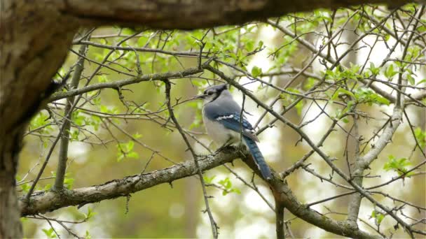 Kanadai Erdő Egyik Ágán Ültetett Kék Szajkó Madár Cyanocitta Cristata — Stock videók