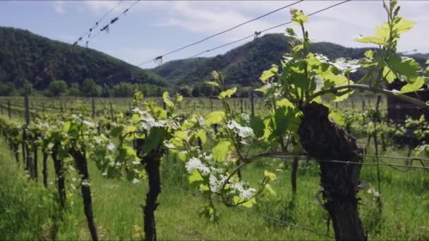 White Grapes Winery Drnstein Weingrten — Stock Video