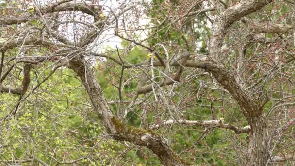 Pequeños Pinzones Silvestres Americanos Volando Posándose Árboles Forestales Durante Primavera — Vídeos de Stock