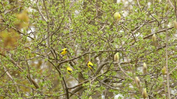 北米の小さな鳥の間にアメリカのGoldfinch鳥が木に座っている — ストック動画