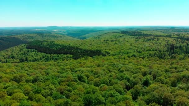 Vuelo Aéreo Drones Sobre Exuberante Bosque Verano Verde Paisaje Montaña — Vídeos de Stock