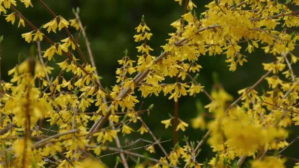 Black Capped Chickadee Yellow Fall Leaves Canada Medium Shot — Stock Video