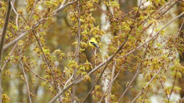 Een Amerikaan Goldfinch Een Boomtak Toronto Canada Medium Schot — Stockvideo
