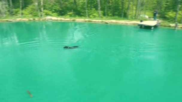 4K的空中大狗在蓝色湖中游动以取回一根棍子 — 图库视频影像