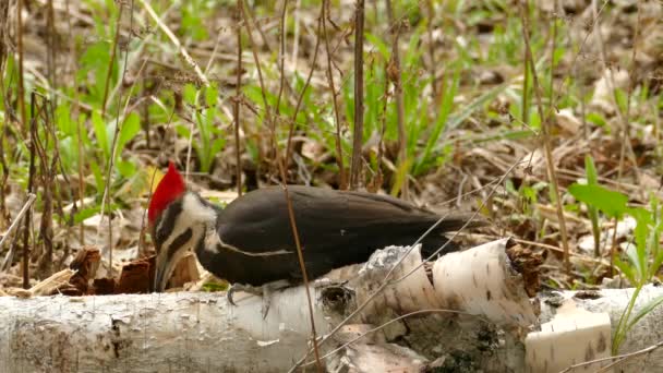 Деревообробний Птах Шукає Їжу Березовому Журналі Низький Кут — стокове відео