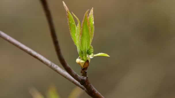 One Tree Branch Fresh New Green Leaves Wiosna Zbliżenie Static — Wideo stockowe