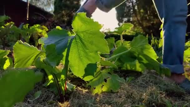 Homem Está Andando Jardim Luz Manhã Entre Plantas — Vídeo de Stock