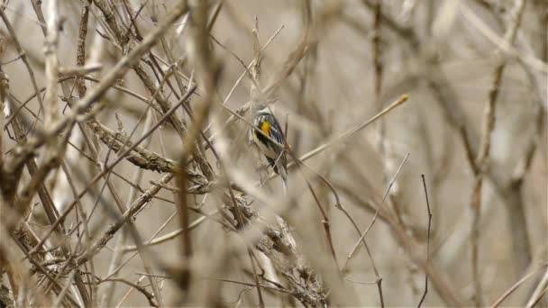 Parula Dalla Gola Gialla Piedi Tra Rami Secchi — Video Stock