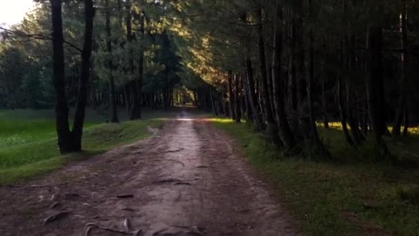 Caminhando Por Árvores Florestais Floresta Colinas Filmagem Viagens Para Altas — Vídeo de Stock