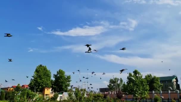 Птахи Зграя Голубів Височіє Хмарному Небі Роблячи Ранок Свіжим Яскравим — стокове відео
