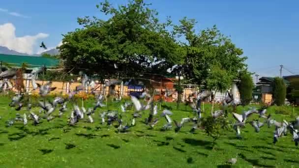 Птахи Групі Літають Чорних Хмарах Під Хмарним Небом Повітрі Голуби — стокове відео