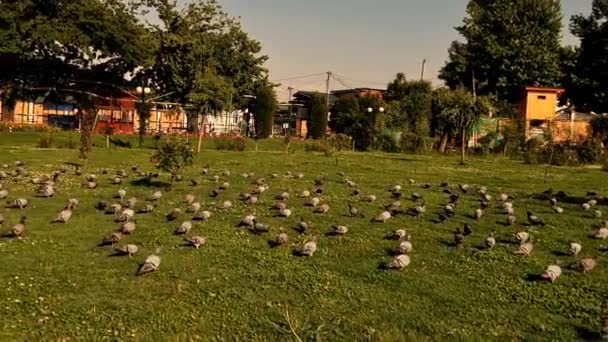 Πουλιά Σμήνος Στην Ομάδα Πετούν Στο Πράσινο Στον Αέρα Περιστέρια — Αρχείο Βίντεο