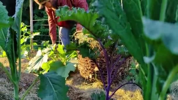 Homme Cueillant Herbe Dans Jardin — Video