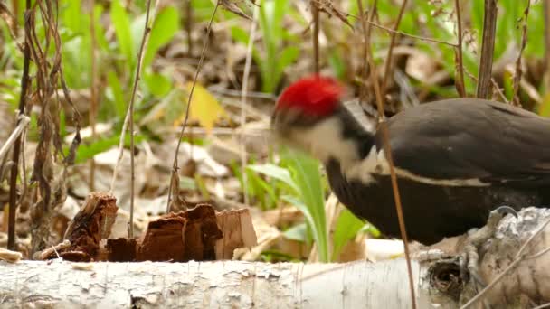 Pileated Woodpecker Drilling Fallen Tree Wood Forest Canada — Stock video