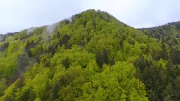 Dron Lecący Nad Gęstymi Zielonymi Klifami Przylegającymi Rozległej Zielonej Doliny — Wideo stockowe