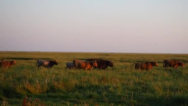 聖ピーター修道会で高地の牛の放牧の群れ — ストック動画