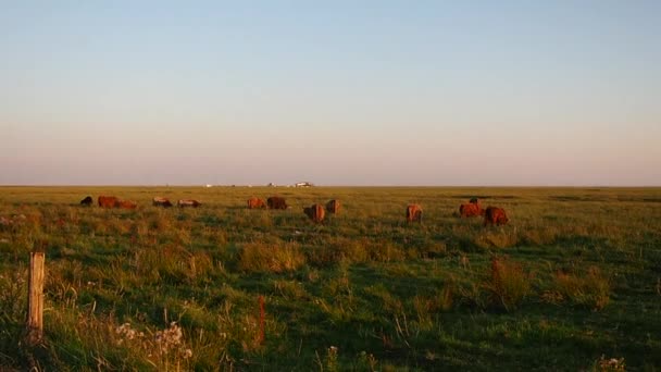 Mandria Bovini Montagna Pascolo Peter Ording — Video Stock