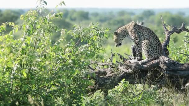 Maestoso Leopardo Africano Salta Fuori Ramo Albero Secco Piena Luce — Video Stock