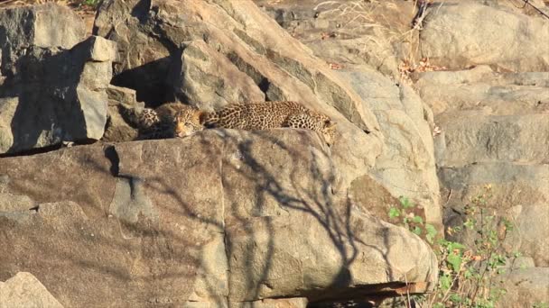 2かわいいヒョウの赤ちゃんは黄金の朝の光の中で岩の露頭に横たわっていた — ストック動画