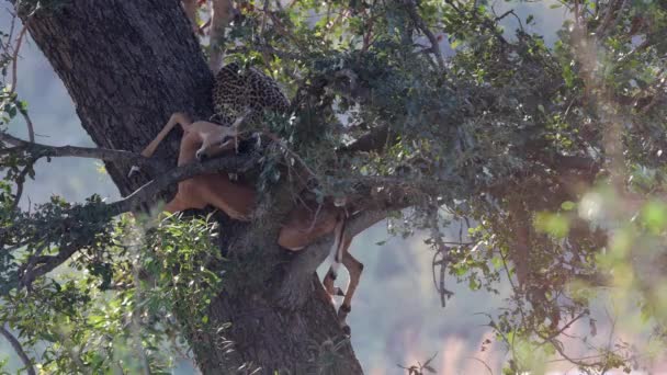 非洲猎豹 树上有斑马羚羊的猎物 看着相机 — 图库视频影像