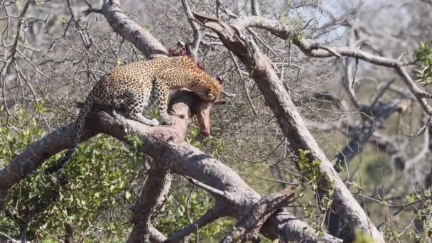 Leopardo Africano Alimenta Presas Antílopes Drapeadas Sobre Galhos Árvores — Vídeo de Stock
