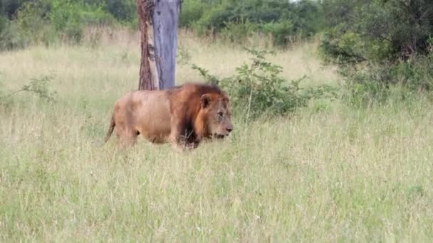 Pria Singa Afrika Berjalan Melalui Padang Rumput Tinggi Panning Shot — Stok Video