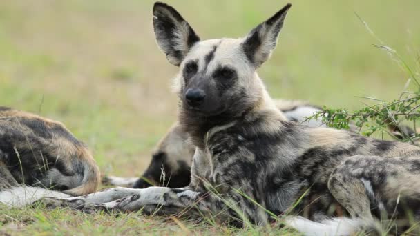 Descanso African Wild Dog Orejas Grandes Muy Atentos Actividad Cercana — Vídeos de Stock