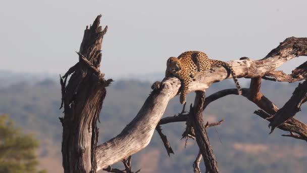 Ξεκούραση Leopard Απολαμβάνει Θέα Από Ψηλά Ξηρά Κλαδιά Δέντρων Στο — Αρχείο Βίντεο