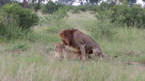 アフリカのライオンの仲間の健康的なペアは 乾燥した草の牧草地で交尾 — ストック動画