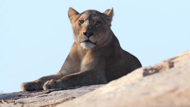 African Lion Siedzi Skale Pustym Tle Gapiąc Się Kamerę — Wideo stockowe