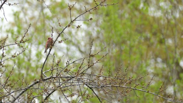 緑の森の木の枝に紫色のフィンチの鳥 静的な低角度ショット — ストック動画