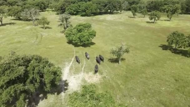 緑のフィールドで実行されている怒っている雄牛の空中映像 — ストック動画