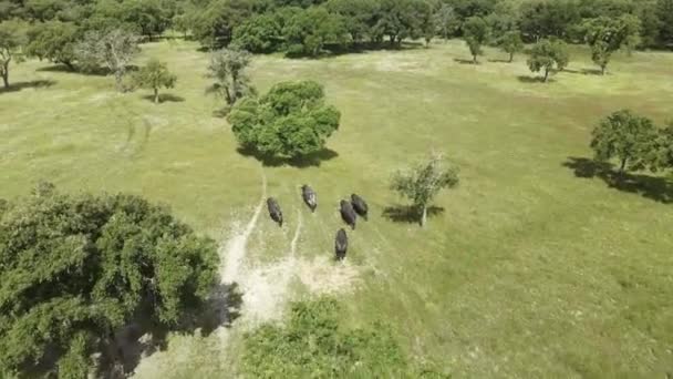 Luchtbeelden Van Een Kudde Boze Stieren Een Groen Veld — Stockvideo